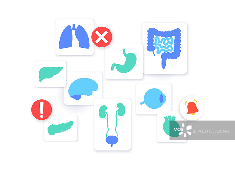 人体内部器官图片素材