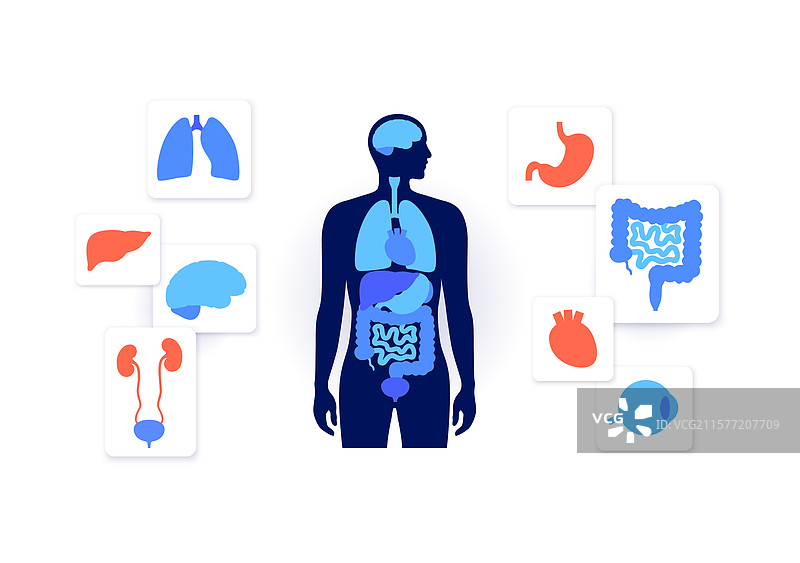 人类内部器官图片素材