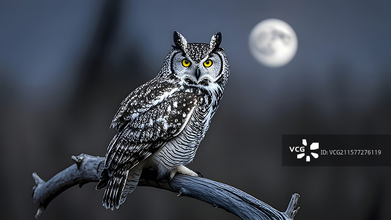 月夜中猫头鹰栖息枝头画面图片素材