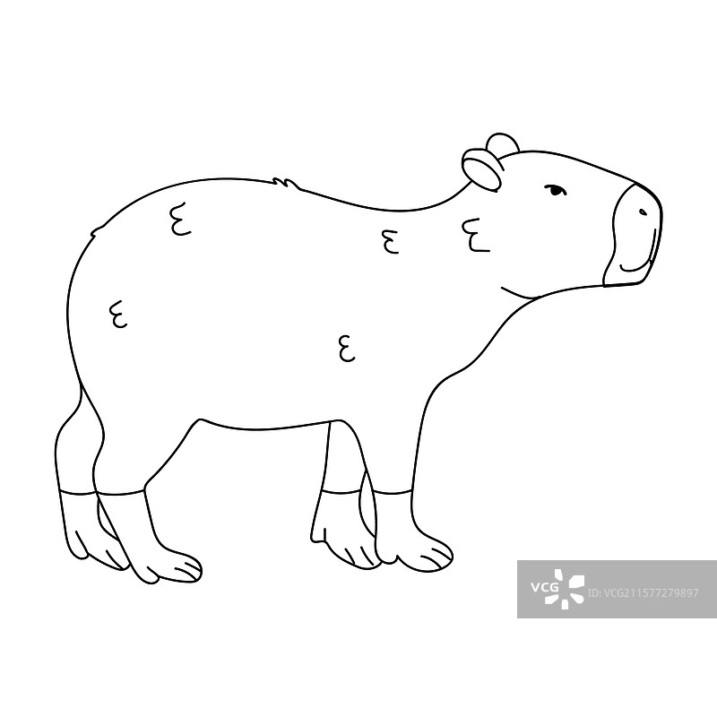 水豚的线条画图片素材