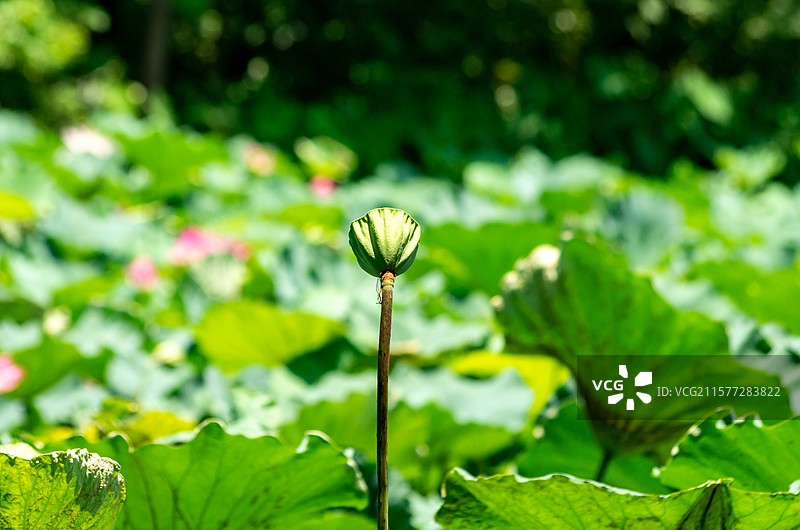 莲蓬图片素材