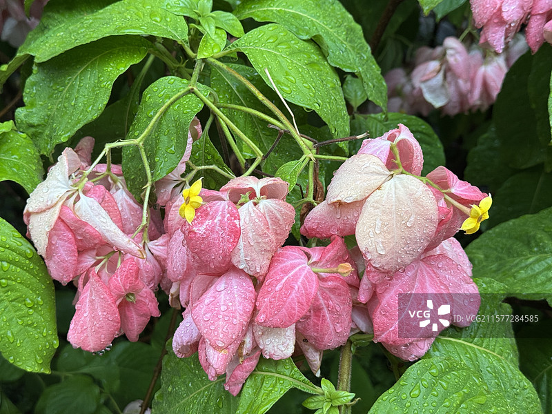 海南粉叶金花图片素材