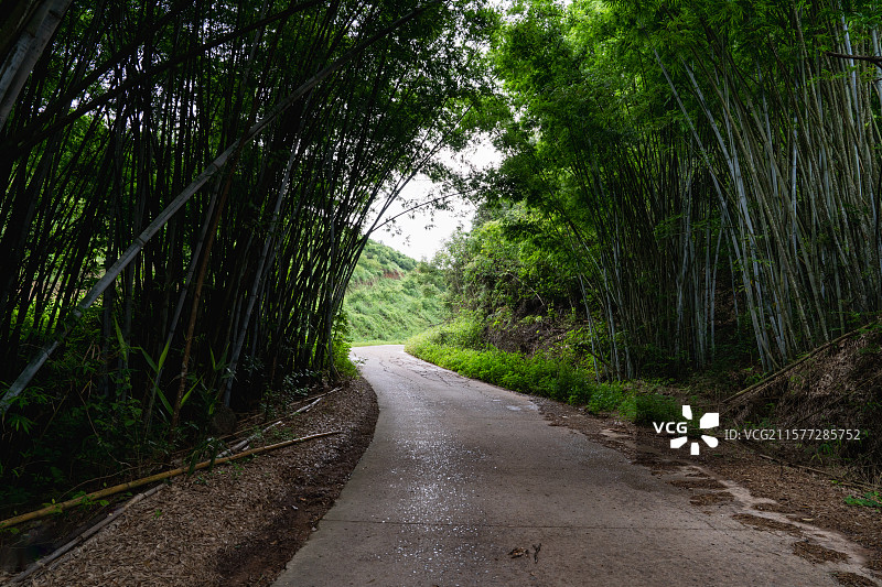 南宁良凤江国家森林公园的竹林图片素材