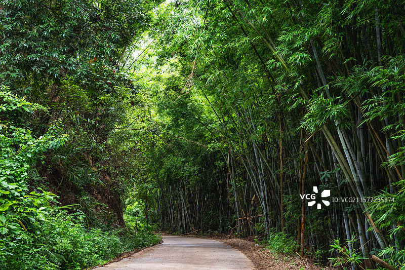 南宁良凤江国家森林公园的竹林图片素材