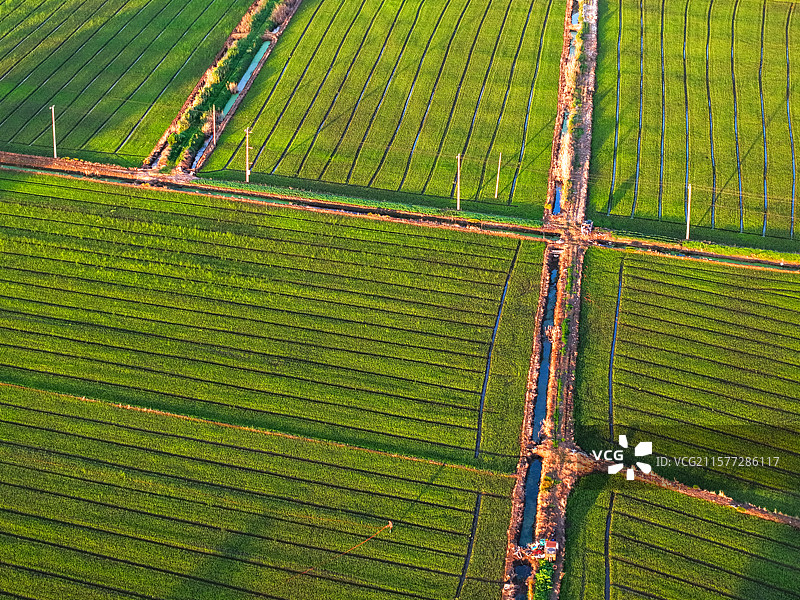 江苏扬州：无人机俯瞰夕照秧田织绿诗图片素材