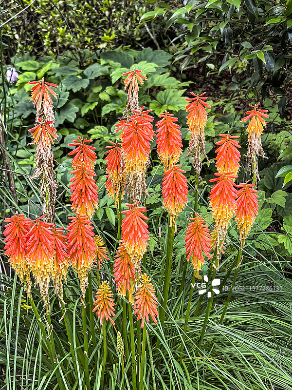 中国贵州贵阳市观山湖公园的夏天开放的火炬花，火把莲，图片素材