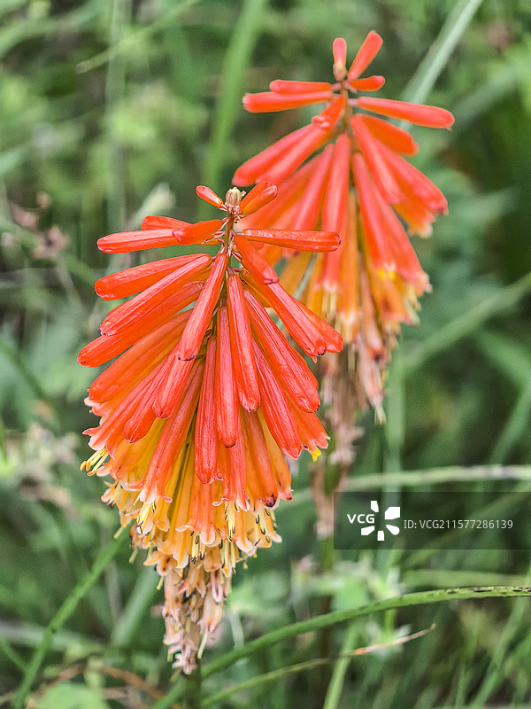 中国贵州贵阳市观山湖公园的夏天开放的火炬花，火把莲，图片素材