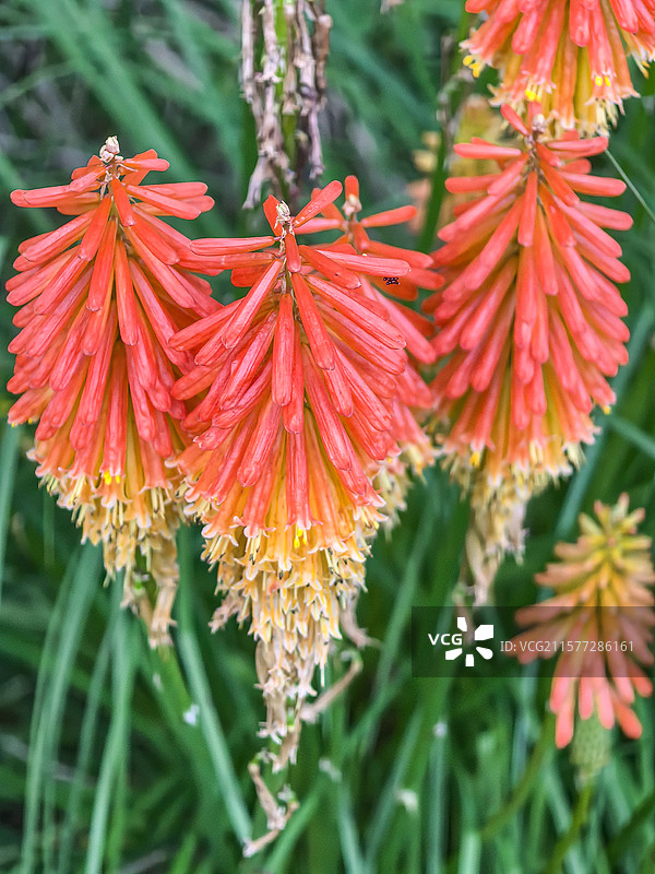 中国贵州贵阳市观山湖公园的夏天开放的火炬花，火把莲，图片素材