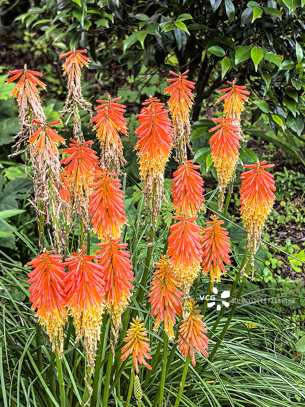 中国贵州贵阳市观山湖公园的夏天开放的火炬花，火把莲，图片素材