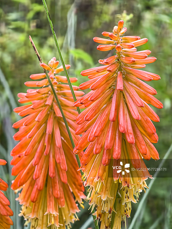 中国贵州贵阳市观山湖公园的夏天开放的火炬花，火把莲，图片素材