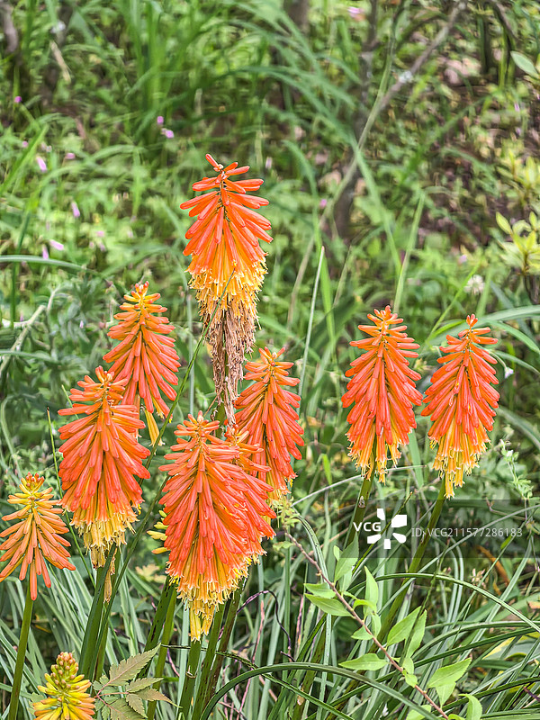 中国贵州贵阳市观山湖公园的夏天开放的火炬花，火把莲，图片素材