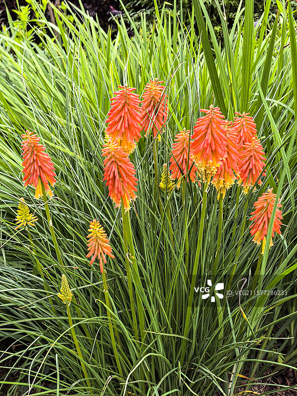 中国贵州贵阳市观山湖公园的夏天开放的火炬花，火把莲，图片素材