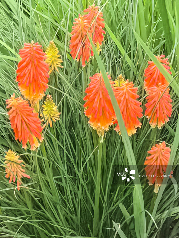 中国贵州贵阳市观山湖公园的夏天开放的火炬花，火把莲，图片素材