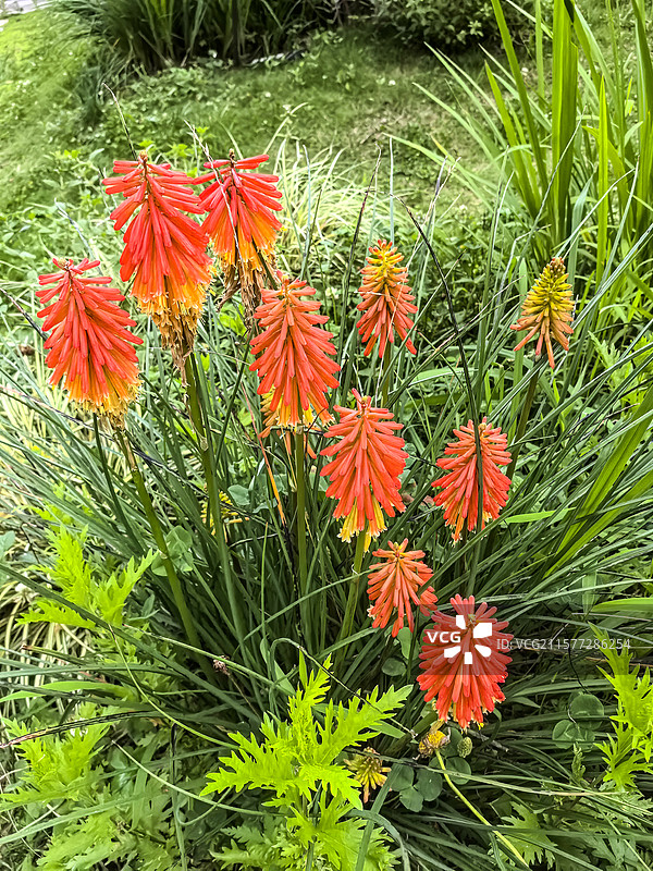 中国贵州贵阳市观山湖公园的夏天开放的火炬花，火把莲，图片素材