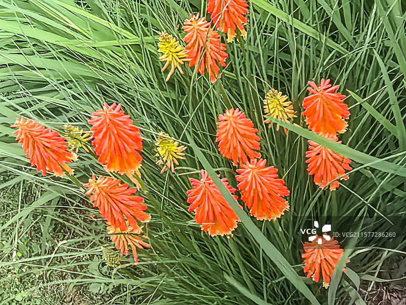 中国贵州贵阳市观山湖公园的夏天开放的火炬花，火把莲，图片素材