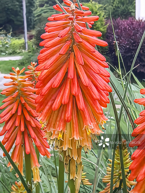 中国贵州贵阳市观山湖公园的夏天开放的火炬花，火把莲，图片素材