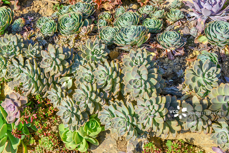 植物多肉花卉园艺多肉植物绿植种植盆栽花盆图片素材