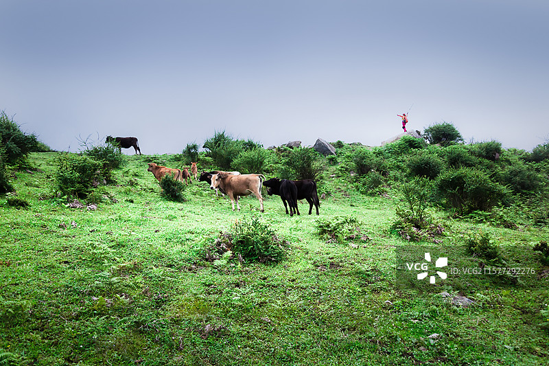 高山牧场上的牛群和羊群图片素材