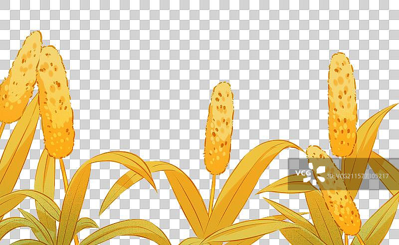 小麦丰收元素图片素材