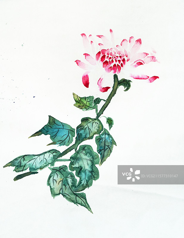 手绘 国画 立秋 秋分 寒露 秋天 菊花 重阳节 中秋节 菊花茶图片素材