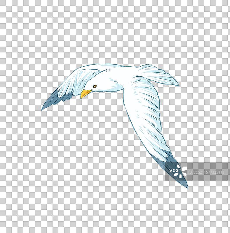 海鸥元素图片素材