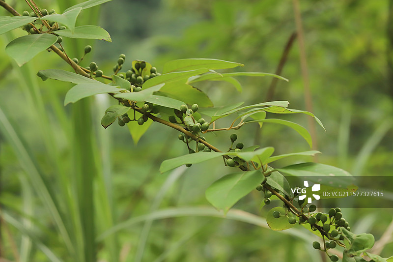 野生木姜子图片素材
