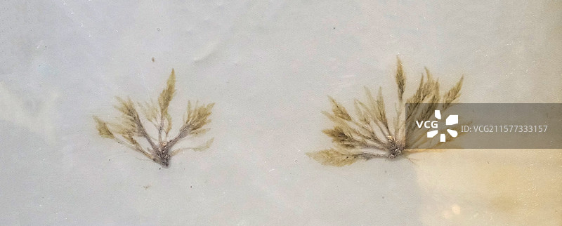 羽藻 绿藻门 浙江采集 国家自然博物馆图片素材