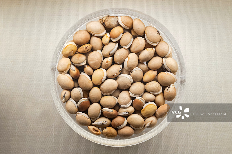 白扁豆 国家自然博物馆植物世界展厅图片素材