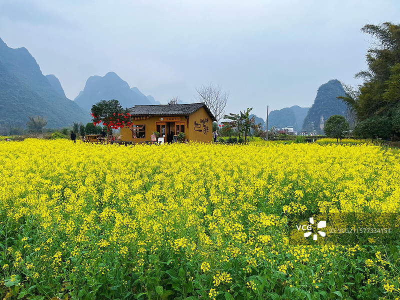 油菜花图片素材