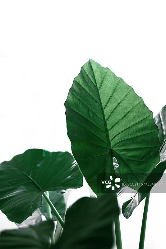 滴水观音特写图片素材