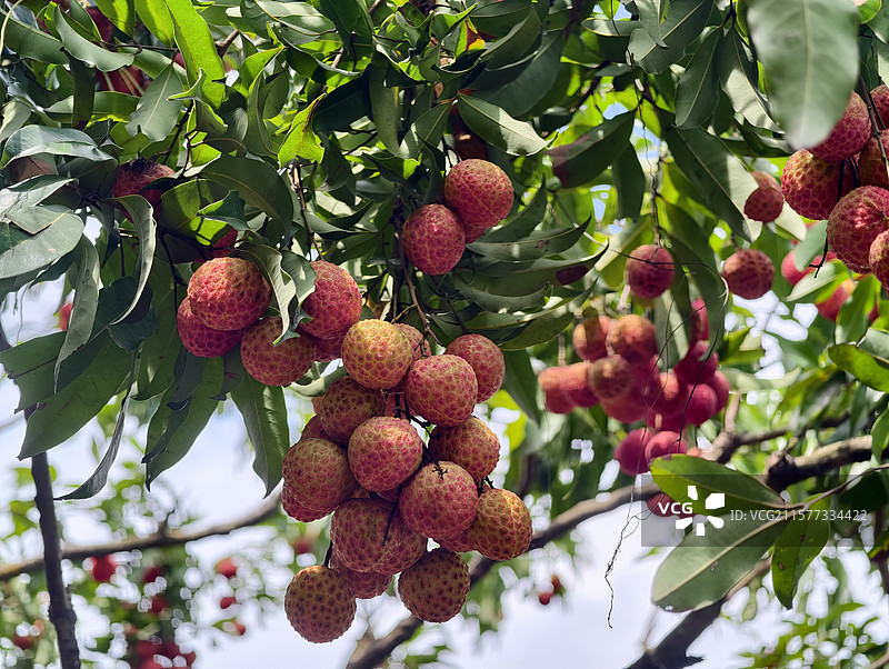 荔枝糯米糍图片素材