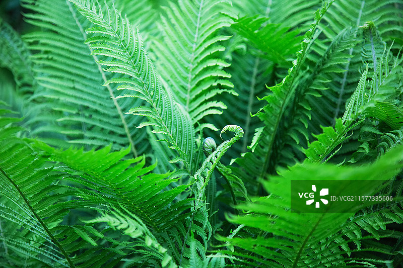 蕨类植物乌毛蕨局部特写图片素材