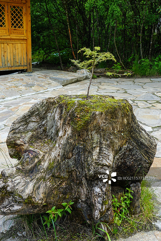 海螺沟，树桩上生长的小树苗图片素材