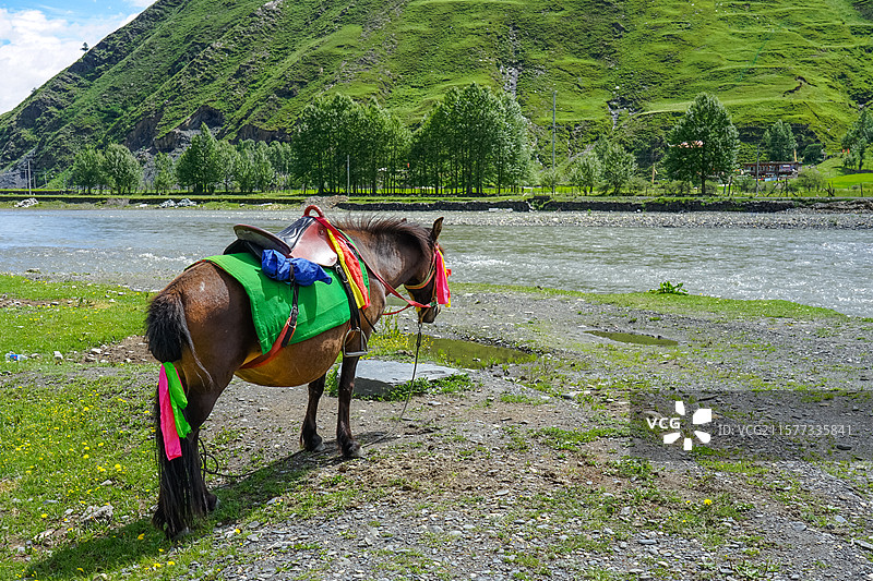 河边草地披挂彩饰的马匹图片素材