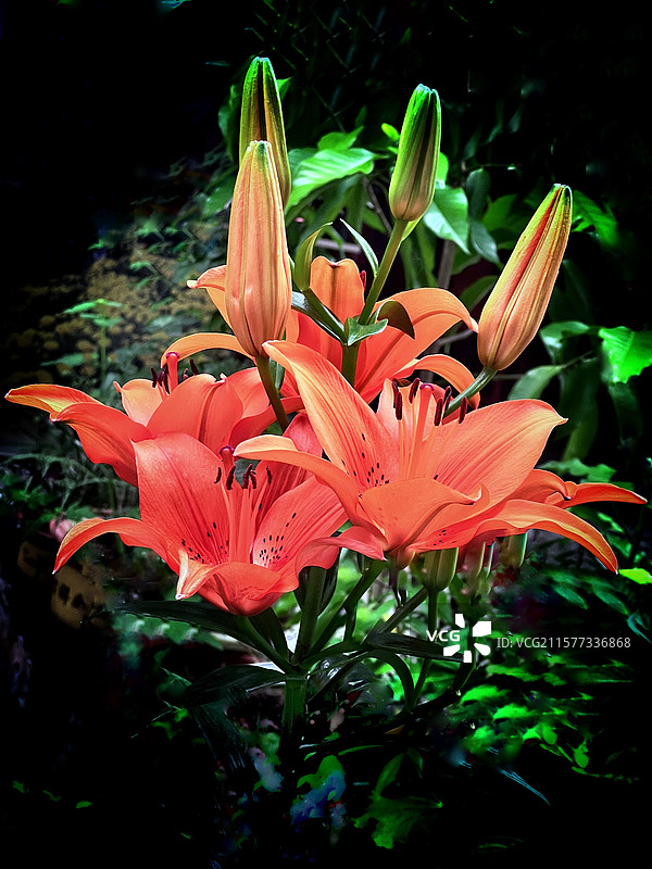 娇艳的野百合图片素材