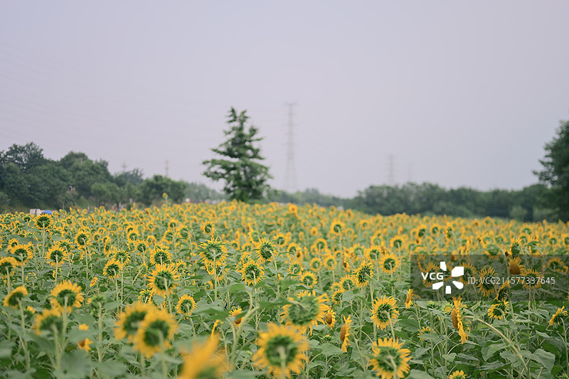 向日葵花海图片素材