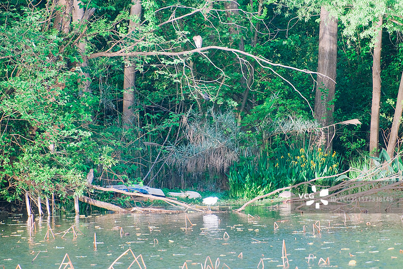 南京玄武湖公园春天从水面略过的白鹭画面组图图片素材