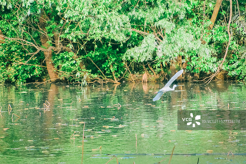 南京玄武湖公园春天从水面略过的白鹭画面组图图片素材