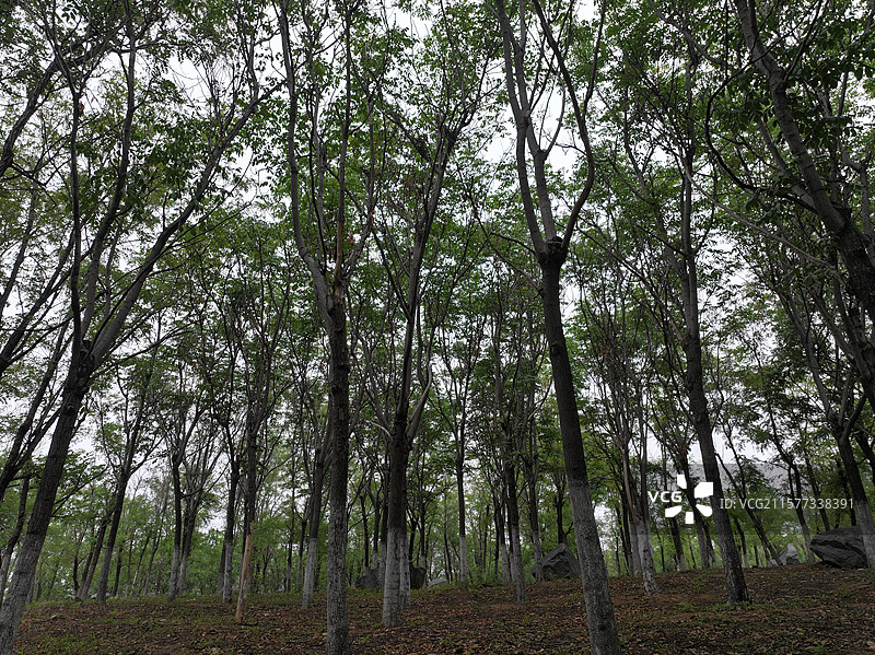 航拍夏季济南卧牛山地质公园风光图片素材