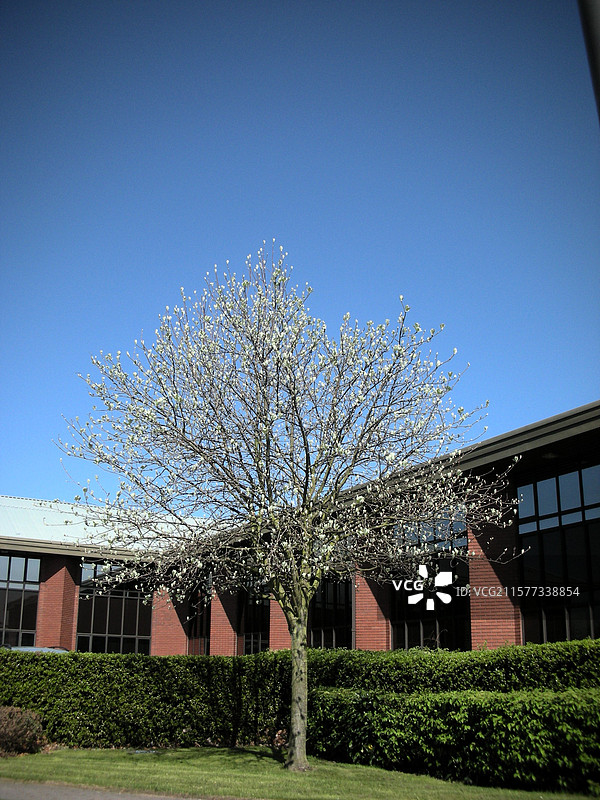 蓝天映衬下的白玉兰树和现代建筑图片素材