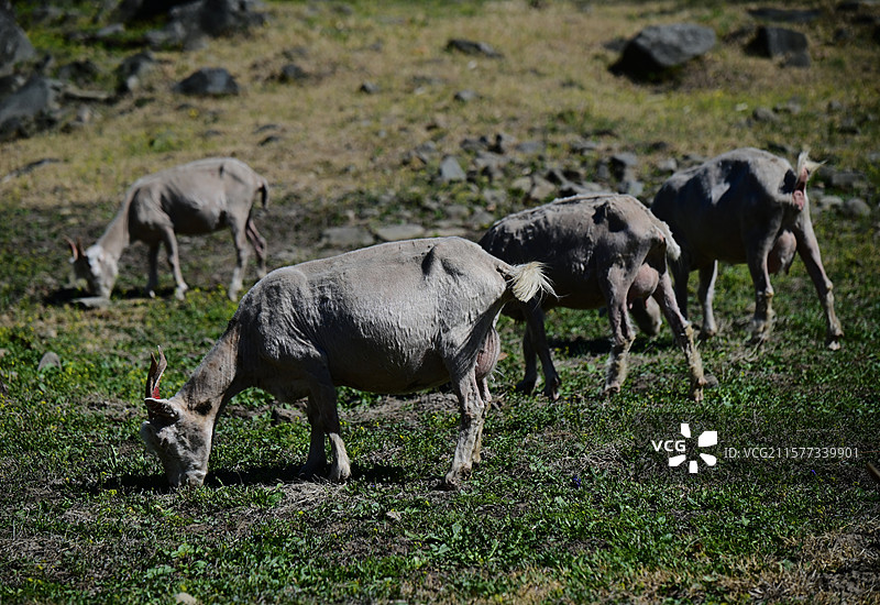 吃草的羊图片素材