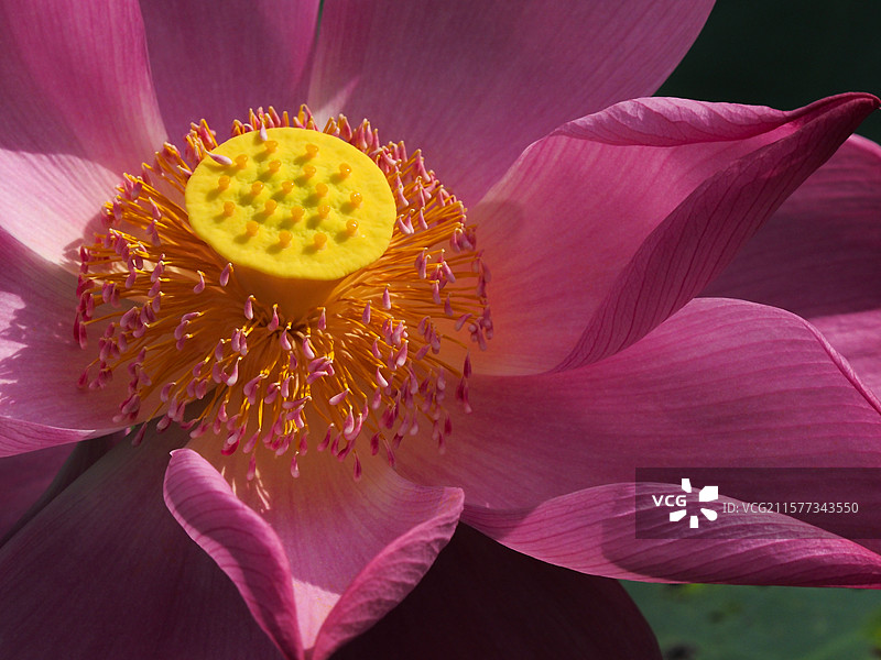 花蕊特写图片素材