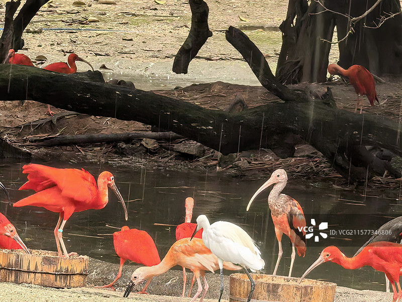 长隆野生动物世界—红鹮图片素材