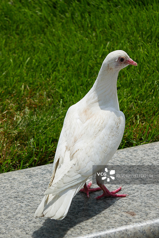 鸽子图片素材