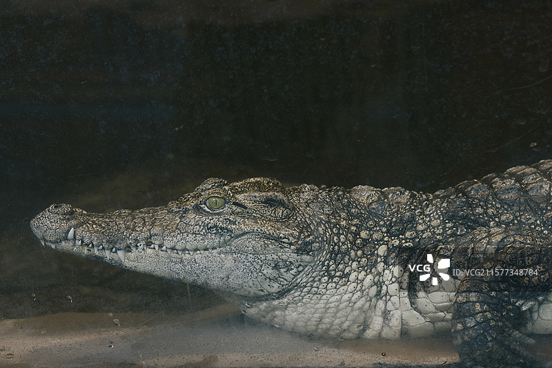 动物园鳄鱼特写图片素材