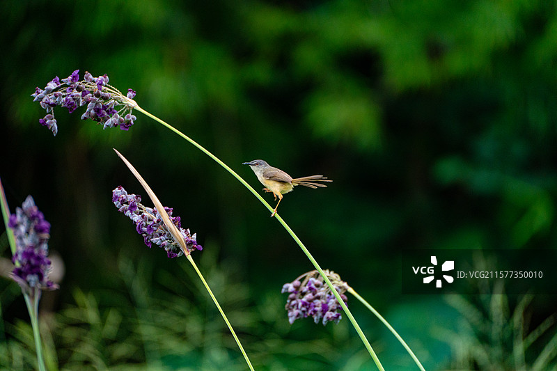 深圳洪湖公园里在草丛、灌丛栖息的纯色山鹪莺图片素材