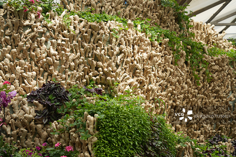 潍坊寿光蔬菜博览会上的生姜堆砌的墙图片素材