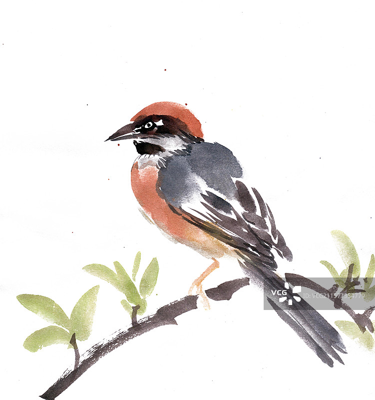 红头长尾山雀图片素材