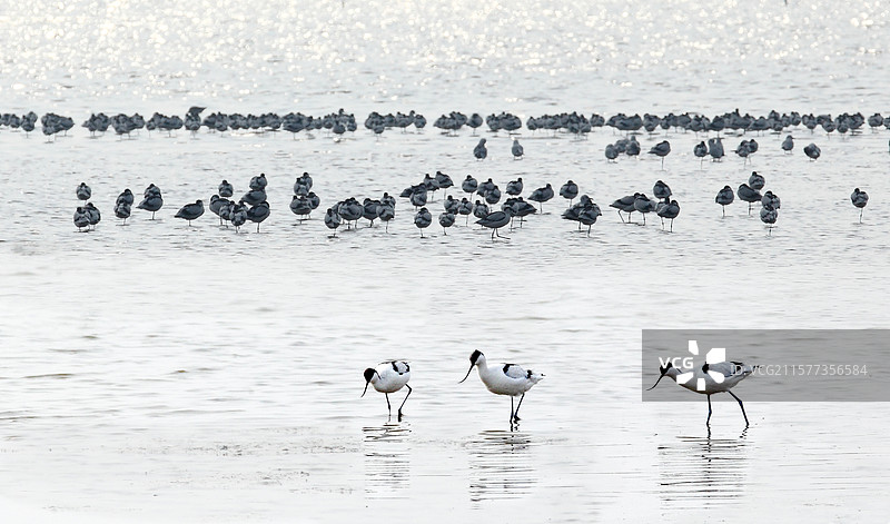 河北省沧州市海兴县“海兴湿地”风光图片素材