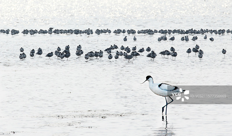 河北省沧州市海兴县“海兴湿地”风光图片素材